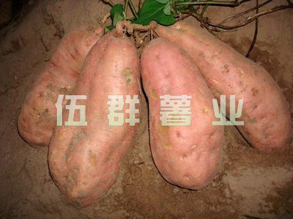 甘薯软腐病的防治技术