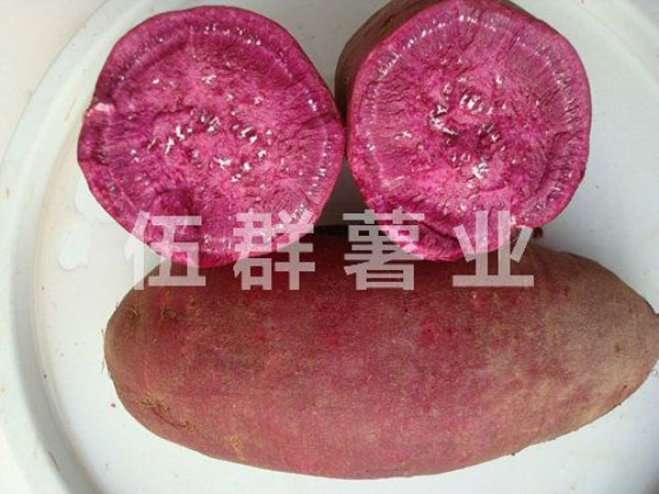 紫薯的田间管理和栽培技术