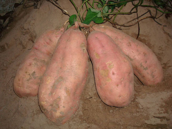 春薯红香蕉.jpg