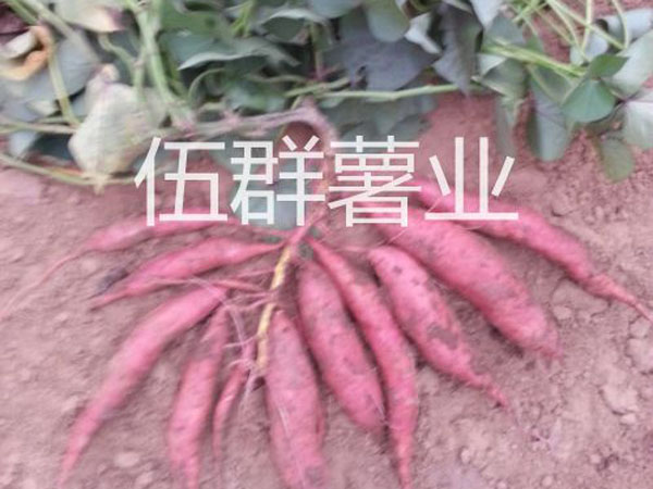 济薯26夏薯.jpg