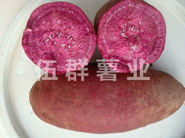 紫薯的田间管理和栽培技术