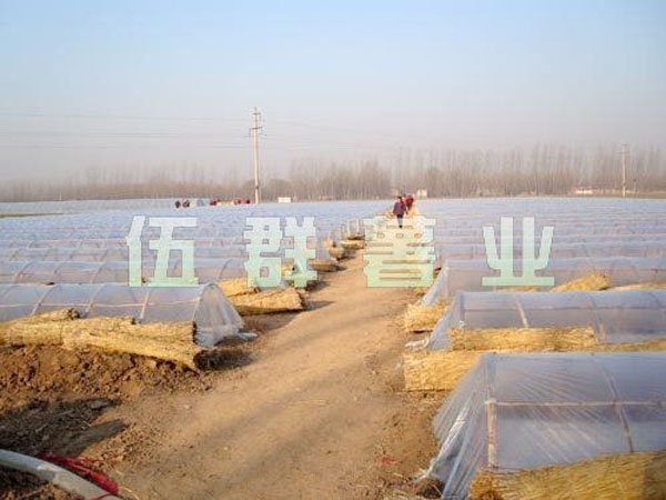小拱棚冷床育苗一角