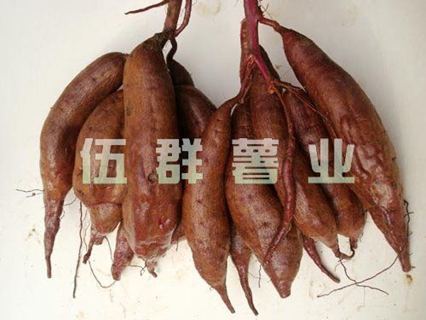 济紫1号
