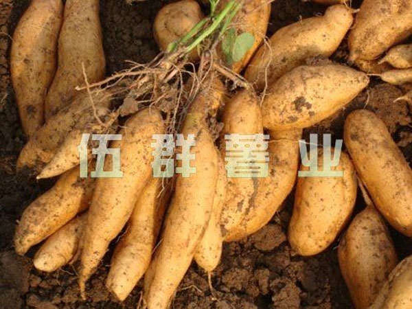 黄皮苏薯8号