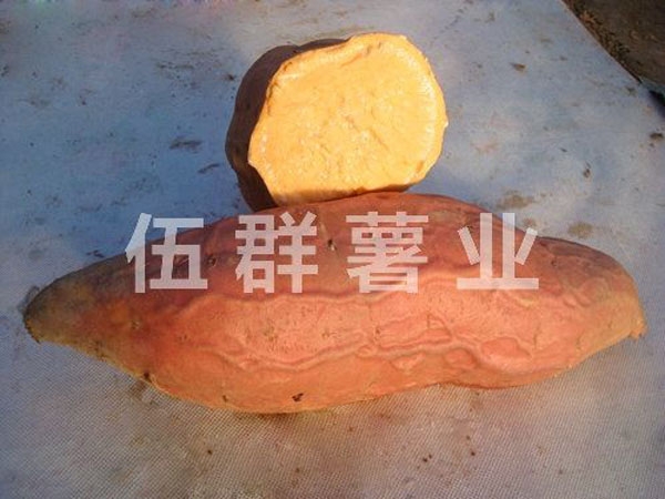 烟薯25