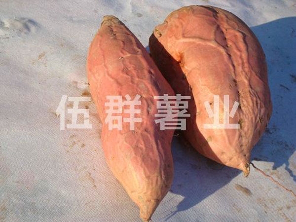 烟薯25