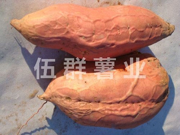 烟薯25