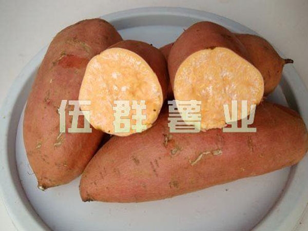 龙薯9号
