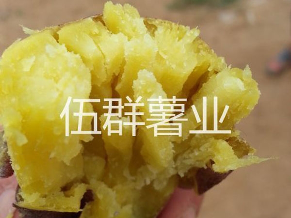 济薯26