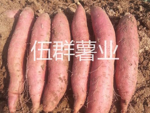 济薯26