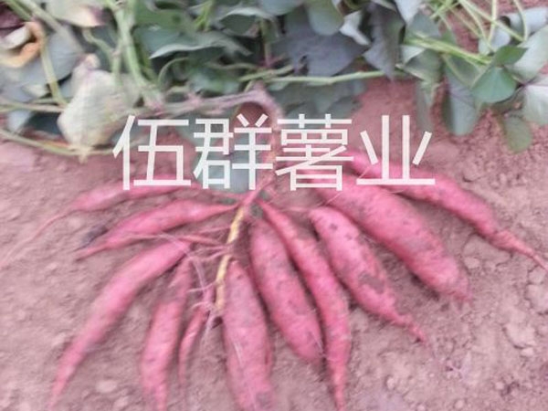 济薯26